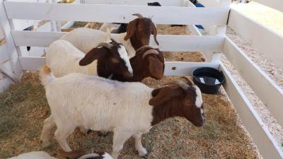 Secretaria de Agricultura no Virmond tem Stand na 4Âª Expovir para expor cabritos
